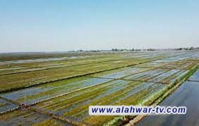 الديوانية تعلن موافقة الزراعة على تحديد 2000 دونم لزراعة الشلب